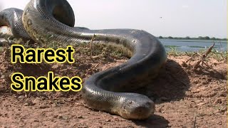 Top 10 Rarest Snakes In The World: Knowledge Factory