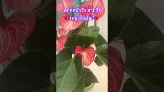 Anthurium Striped,ดอกหน้าวัวลายริ้ว🌺🌸😘