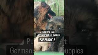 German shepherd puppies sale 6382617926 #covai #kangayam #karur #namakkal#villupuram #hosur #vellore