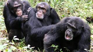 Jane Goodall and the Story of the Gombe Twins