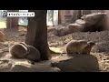 【オグロプレーリードッグ】ただただプレーリードッグがかわいい prairie dog they are just sooooooo cute.