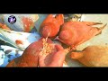 কবুতরের শীতের আদর্শ খাবার pigeons are the ideal winter food pigeon video technical helpline