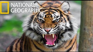 American Tiger (National Geographic) / HD