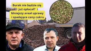 Burak nie będzie się już opłacał? Mniejszy areał uprawy i spadające ceny cukru