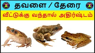 Therai veetukul vanthal enna palan | தேரை வீட்டுக்குள் வந்தால்