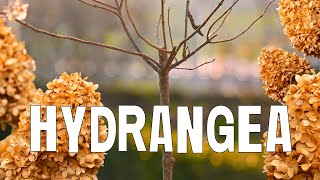 Pruning hydrangea Trees in Spring (Step by Step)