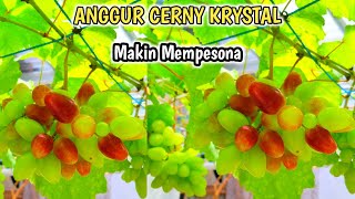 100% Edukasi Anggur‼️Anggur Cerny Crystal Mulai Berubah Warna Mantap Sekali