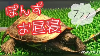 クサガメのぽんず　眠たかったのでお昼寝してみた！