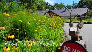 Moegi Village, a natural garden in July with summer perennials and lilies!