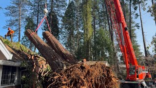 Raw footage of a tree uprooot!