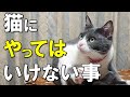 あなたはやっていない？猫の飼い主がやりがちな危険な間違い１０選！正しい猫のしつけについても解説【保護猫】