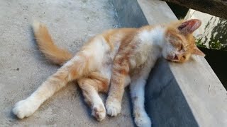 poor cat rescue/A day in the life of my cats/#catvideos #kitten .part 59