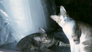 Funny Cat Moments Caught On Camera 2019 | Viral Cat Videos