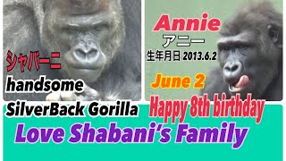 【Love Shabani's family】㊗️アニーおめでとう🎉Happy 8th birthday Annie【Silverback  Gorilla Shabani】シャバーニ ゴリラ