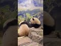 【絶対に譲らない‼︎シャオシャオ＆レイレイ】〜上野動物園〜