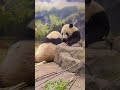 【絶対に譲らない‼︎シャオシャオ＆レイレイ】〜上野動物園〜