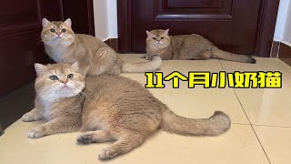 你确定，这只猫真的11个月？