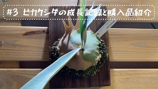 【植物の成長記録】ビカクシダの成長記録。最近お迎えした株も紹介します。