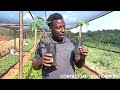 Introduction to papaya seed propagation.