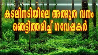 കടലിനടിയിലെ അത്ഭുത വനം... വരാൻ പോകുന്ന ആപത്തിന്റെ മുന്നറിയിപ്പുമായി കടലിനടിയിലെ കൊടും വനം