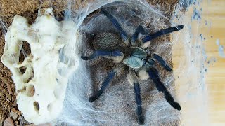 Dream Blue Babu moulting,Records of bird spider molting 梦幻蓝巴布蜕皮