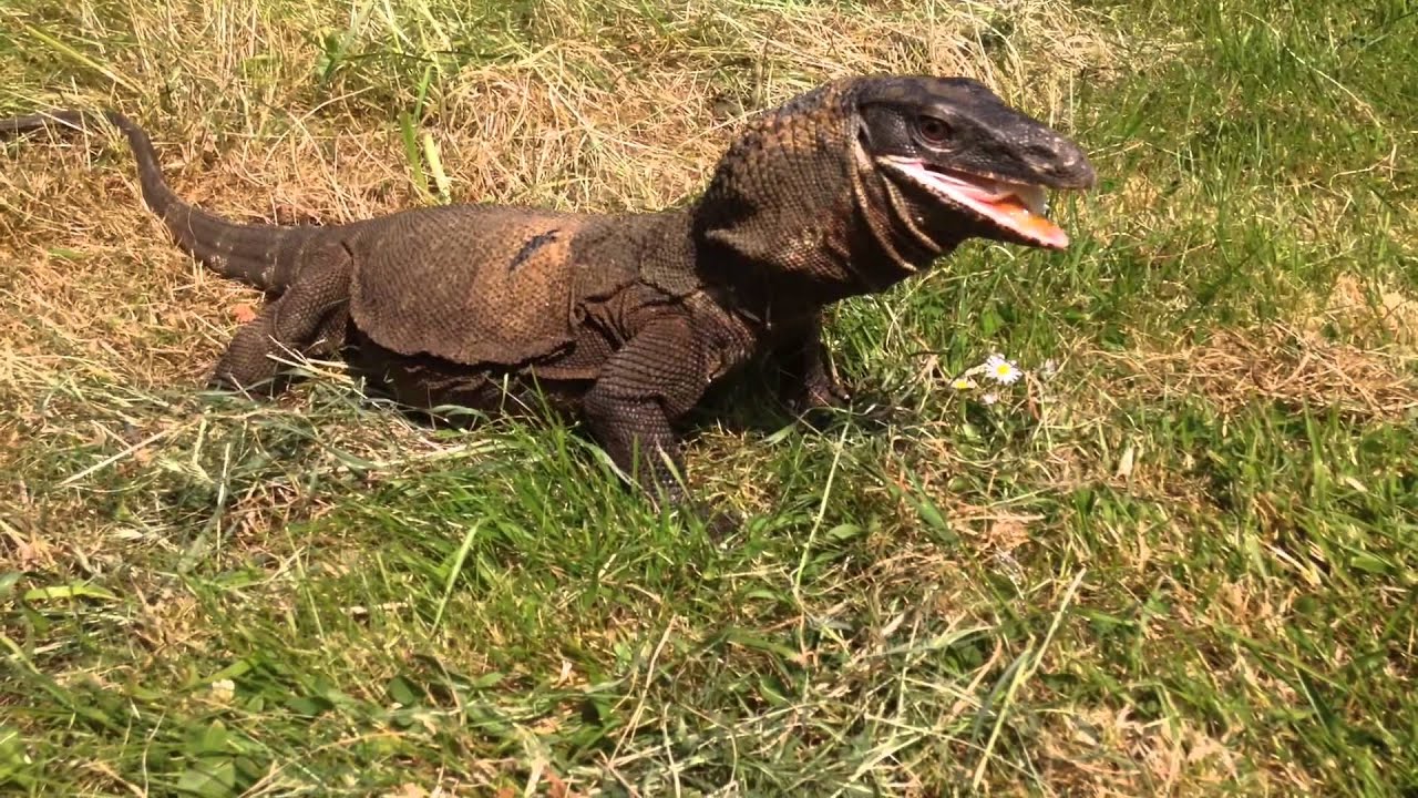Roughneck Monitor Lizard Alchetron The Free Social Encyclopedia