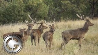 Aaron Davidson with Kingham Safaris in Australia on a Rusa Deer Hunt