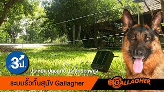 รั้วสุนัข รั้วกั้นสุนัข รั้วพลังแสงอาทิตย์ Gallagher