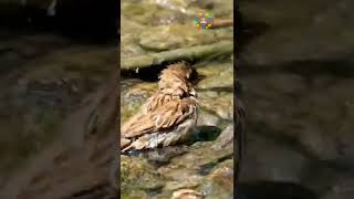 A sparrow is happily bathing in the river water#birds #sparrow #birds #short2022