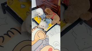 Cute puppy 🥰 and Mummy Funny🤣 part 257 mini wood toy-wood working art skill /wood/handcraft /#shorts