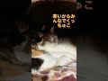 みんなでくっつけばあったかいね 七福猫 プリン すもも ミンタ ねこのいる生活 ねこ好き