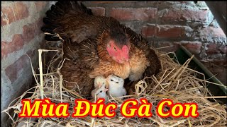 Làm Sao Để Chuẩn Bị Mùa Đúc Gà Con Thành Công Đây Là Câu Trả Lời!