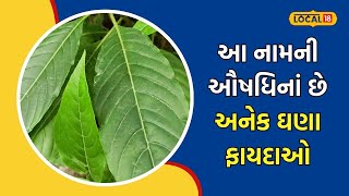 Ayurveda | દવાખાનાની દવા પડે છે મોંઘી? આ વનસ્પતિ ચપટીમાં ભગાડશે શરદી, ઉધરસ, કફ અને તાવ | #local18