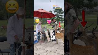 観光客がビスケットを買おうと店の近くに行ったところ、鹿に邪魔された | Nara Deer Park in Japan | 奈良日 本旅行|へずまりゅう奈 良公園 #japan #naradeer