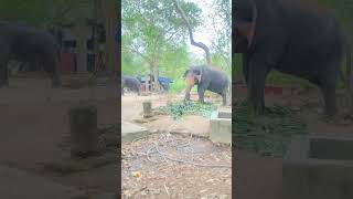 Elephant show 🐘🐘ഇതു എവിടെ ആണ് പറയാമോ ?? #music #viral #elephant #viral #video #youtubeshorts #sh