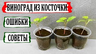 🍇 Виноград из косточки дома. Ошибки и советы. Взошли сеянцы винограда. Первые семядольные листочки.