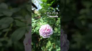 優雅な庭を演出するノヴァーリス Novalis⠀紫の秋花が咲いた。2024年11月20日⠀コルデスKordesのブッシュローズ。ドイツのバラ