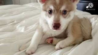 Baby Moe! Cute Alaskan Klee Kai!