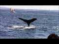 7.5.15 humpback whales ‎bigbluelive ‎monterey‬ ‪‬ whalewatching