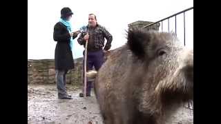 Bixkor, el jabalí mascota de un vecino de Navarra