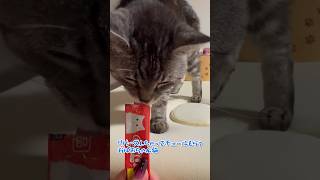 【本日のチャッピー】#チュール#ASMR#咀嚼音#猫#保護猫#おばあちゃん猫#癒し