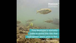 Hydropower dams make a fish-friendly splash