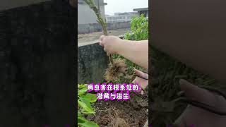 霜冻之前把辣椒枝叶剪掉留到明年继续开花结果 #辣椒种植 #辣椒剪枝 #辣椒过冬 #辣椒高产 #农业种植