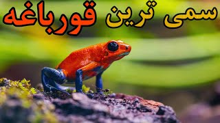 سمی ترین قورباغه ها، قورباغه هایی که جان شما را می گیرند