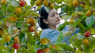 Harvesting Crispy Persimmons, Wind-Dried Persimmons for Making Jam | Nguyễn Lâm Anh