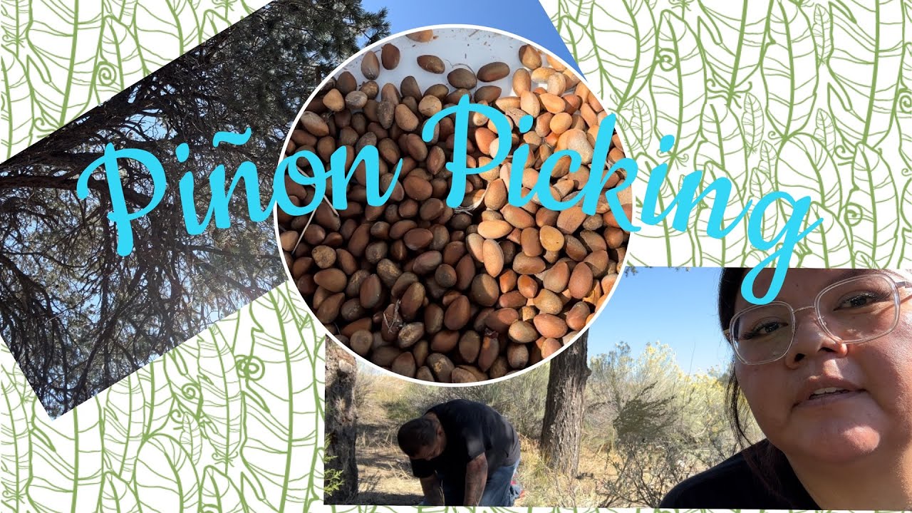 First Time Going Piñon Picking Youtube