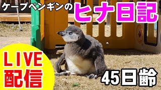 【LIVE配信】ケープペンギンのヒナ日記㊺【劇団ペンターズ】＃ペンギン #雛鳥 #動物