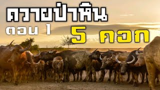 สำรวจควายป่าหิน 5 คอกปล่อยเลี้ยงบนภูเขาที่หมู่บ้านเลี้ยงควายหลายพันตัวในเขตตำบลศรีฐานภูกระดึง ตอน 1