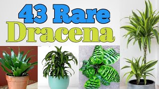 43 Dracena Plant Varieties with Names | Dracena types | plant and planting