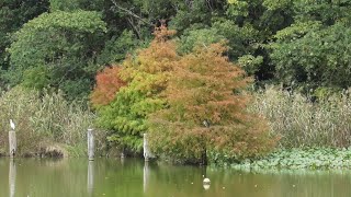 アオサギ　きょうの浮間公園６（２０２４年１０月２９日（火）撮影）